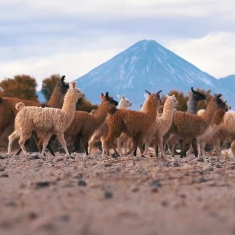 San Pedro de Atacama será sede del Congreso Internacional de Camélidos